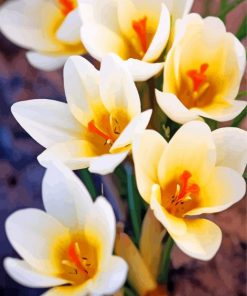 white-crocus-paint-by-numbers