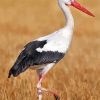 White Stork Bird Animal Paint by numbers