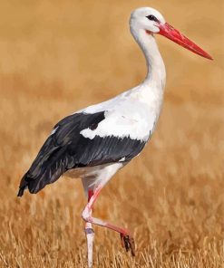 White Stork Bird Animal Paint by numbers