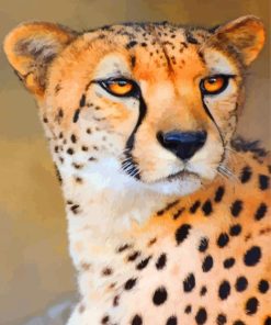 Wild Cheetah paint by numbers