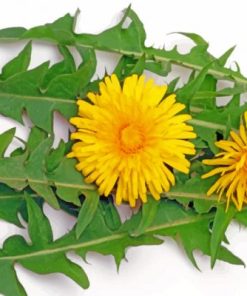 Yellow Dandelions paint by numbers