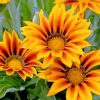 yellow-gazania-paint-by-number