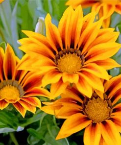 yellow-gazania-paint-by-number