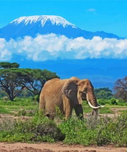 Kenya Amboseli National Park Elephant paint by numbers