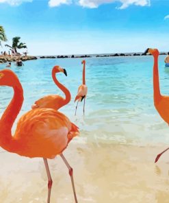 Aruba Flamingos paint by numbers