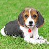 Beagle Puppy paint by numbers