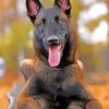 Belgian Malinois Dog paint by numbers