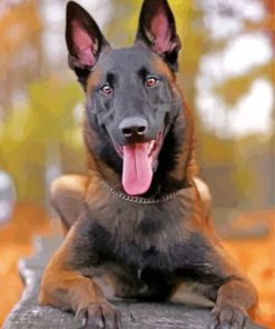 Belgian Malinois Dog paint by numbers