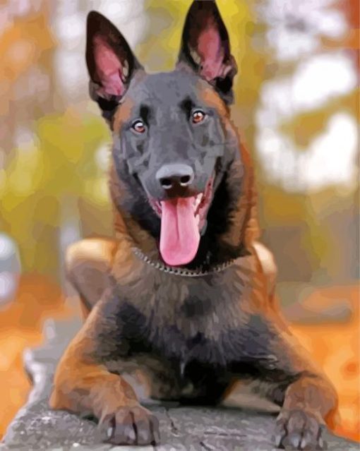 Belgian Malinois Dog paint by numbers