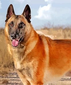 Belgian Malinois paint by numbers