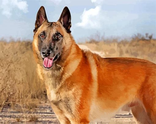 Belgian Malinois paint by numbers