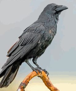 Black Raven Bird paint by numbers