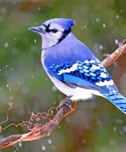 Blue-Jay-JanLewis-paint-by-number