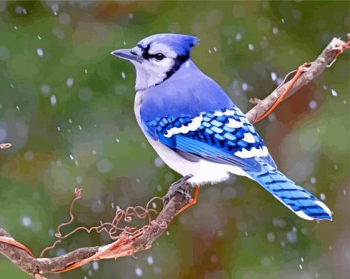 Blue-Jay-JanLewis-paint-by-number