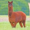 Brown Alpaca paint by numbers