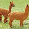 Brown Alpacas Animal paint by numbers