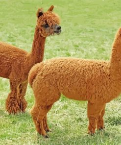 Brown Alpacas Animal paint by numbers