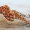 Cheetah Running paint by numbers