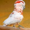 Aesthetic salmon crested cockatoo paint by numbers