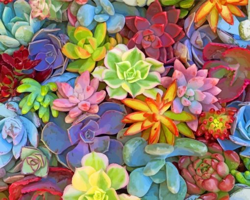 Tchicked Succulents Plants paint by numbers