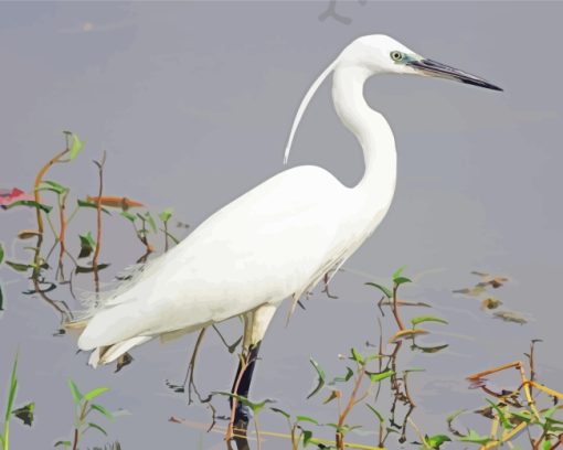 Common Cattle Egret Bird paint by numbers