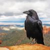 Common Raven Bird paint by numbers