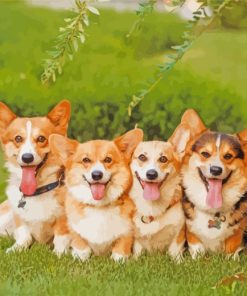 Corgie Puppies paint by numbers