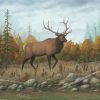 Elk Animal In Forest paint by numbers