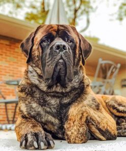 English Mastiff Dog paint by numbers