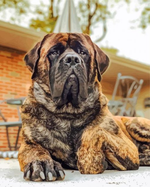 English Mastiff Dog paint by numbers