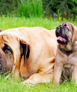 English Mastiff Dogs paint by numbers