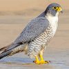 Falcon Bird paint by numbers