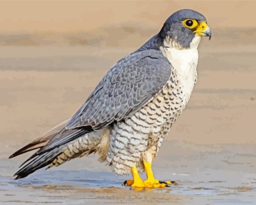 Falcon Bird paint by numbers