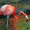 Flamingo Drinking Water paint by numbers