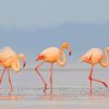 The Greater Flamingos paint by numbers