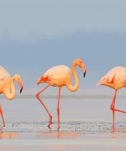 The Greater Flamingos paint by numbers