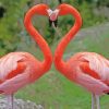 Flamingos Love paint by numbers