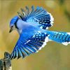 Flying Blue Jay Bird paint by numbers