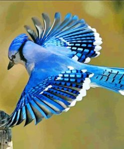 Flying Blue Jay Bird paint by numbers