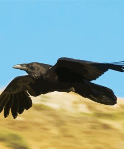 Flying Raven paint by numbers