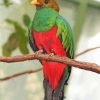 Golden Headed Quetzal paint by numbers