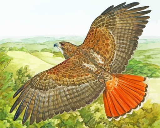 Hawk Bird Flying paint by numbers