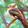 Kookaburra paint by number