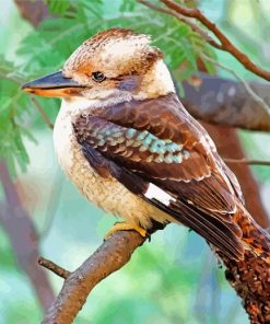 Kookaburra paint by number