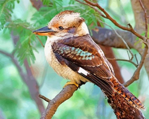 Kookaburra paint by number