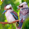 Kookaburras Bird paint by numbers