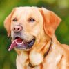 Labrador Retriever Animal Dog paint by numbers