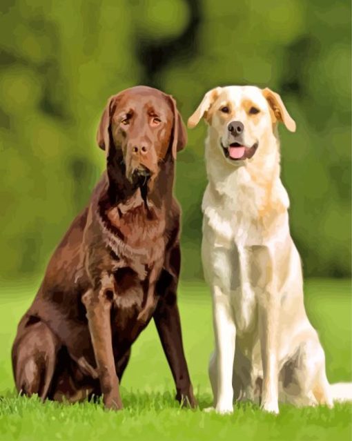 Couple Labrador Retriever Dogs paint by numbers