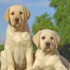 Labradors Puppies Dogs paint by numbers