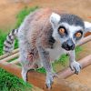 Lemur Animal paint by numbers